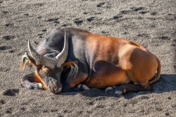 FOREST BUFFALO (DWARF)