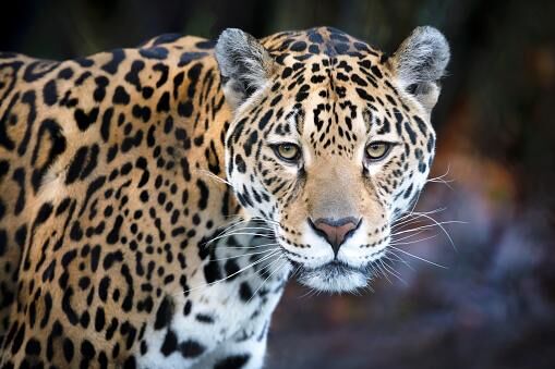 Shot Placement On Leopards