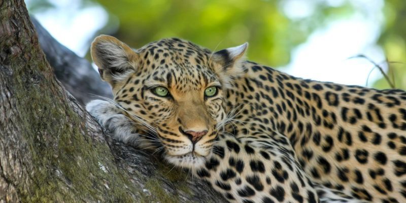 Leopard Hunts 