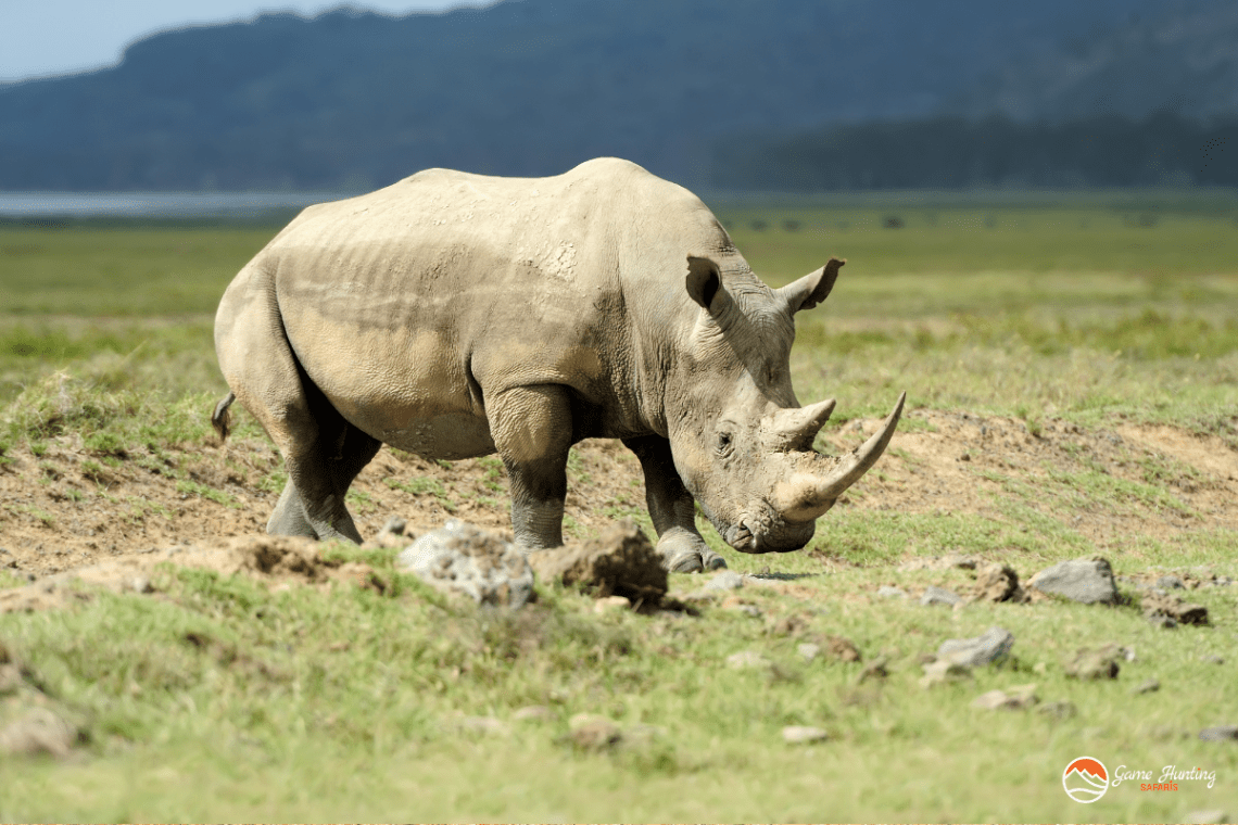 Rhino Hunting in South Africa_ South African White Rhino.png