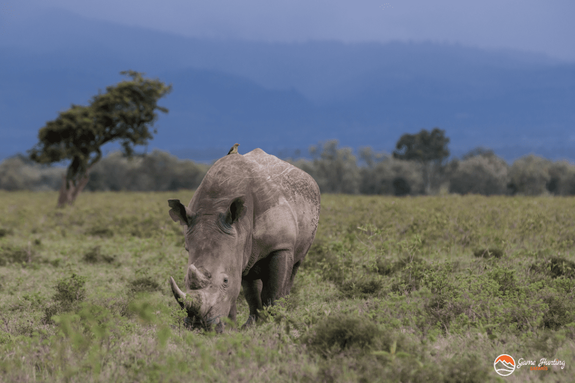 Rhino Hunting in South Africa_White Rhino grazing