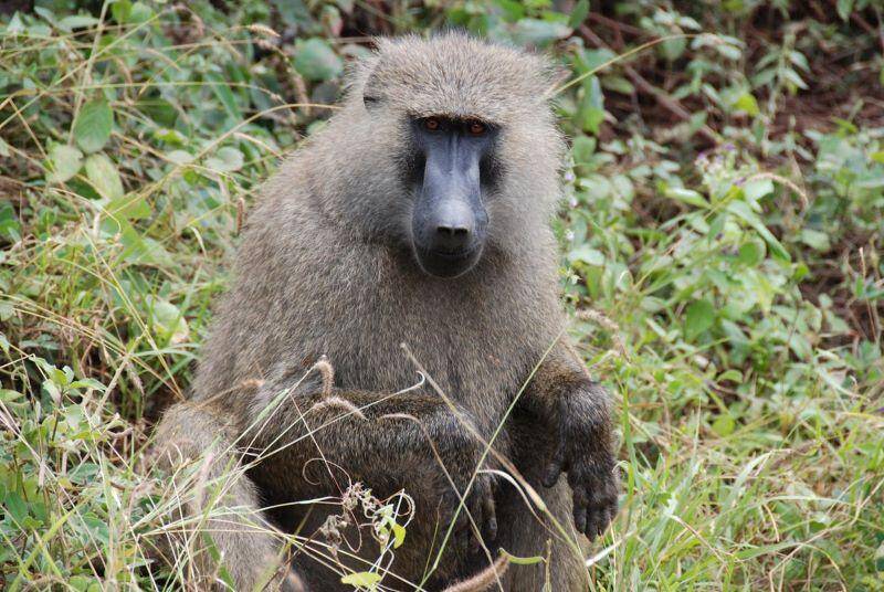close up of a baboon