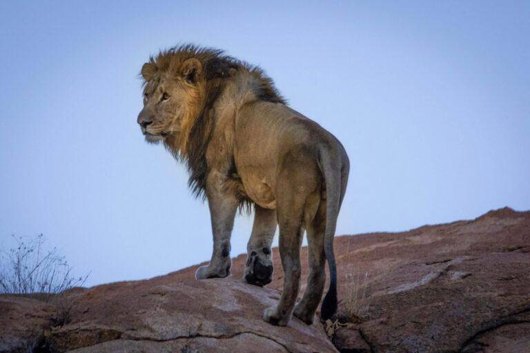 Up close & personal with an African lion