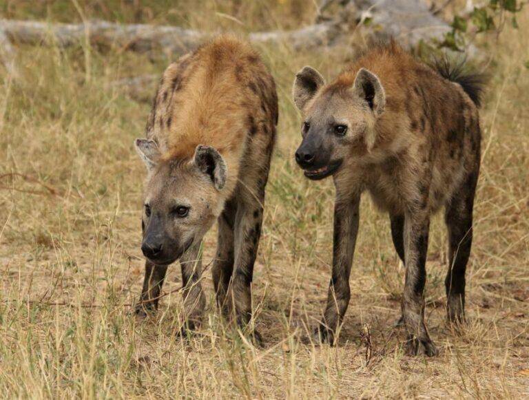 Two hyenas standing in the veld