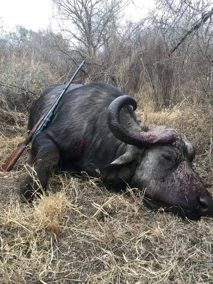 Hunting in Tanzania: Triple Cape Buffalo Safari in Masailand