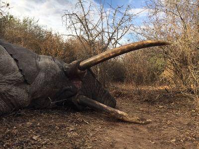 Legendary Selous Safari for Elephant, Lion and Leopard