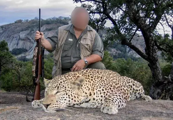 A Classic Matetsi Leopard Safari