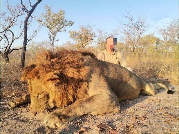 Niassa Full Bag Safari: Lion, Leopard & Buffalo