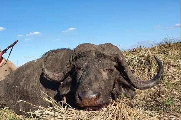 18 Day Lion, Cape Buffalo & Sable Hunt in Niassa  Reason: