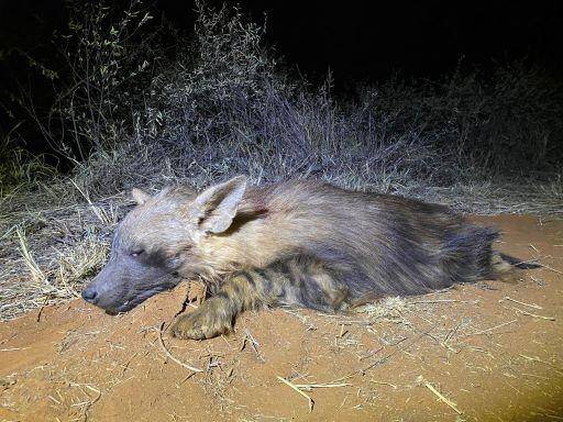 Hunt Brown Hyena and African Cats in South Africa