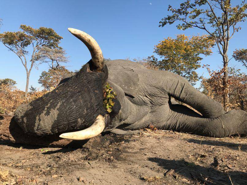 Lowveld Elephant Hunting in Zimbabwe | Mateke Hills
