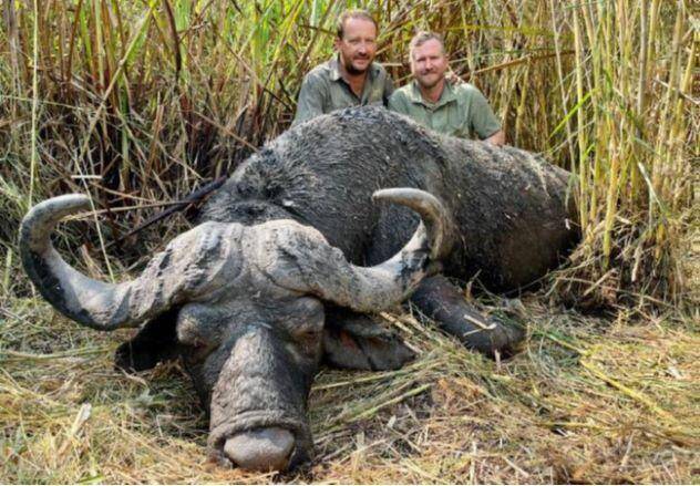 10-Day Free-Range Cape Buffalo Safari in Mozambique's Zambezi Delta