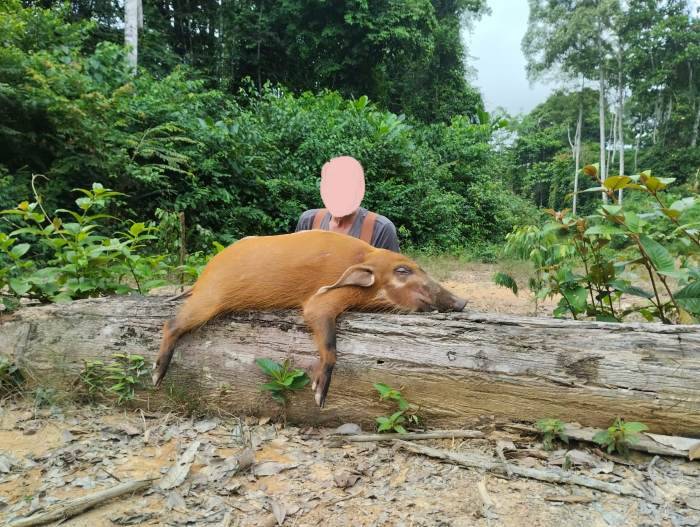 Specialty Antelope Hunting in Gabon