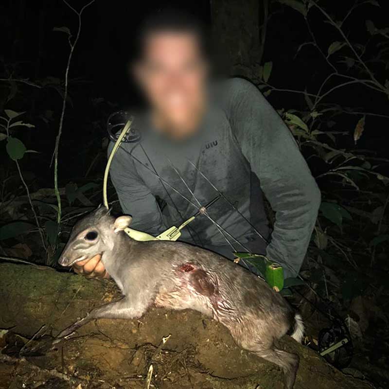 Hunting Adventure in Brazzaville Exotic Duikers & Hogs