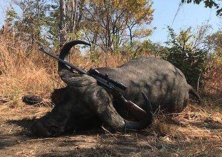 Rufunsa Cape Buffalo Hunting Safari, Zambia