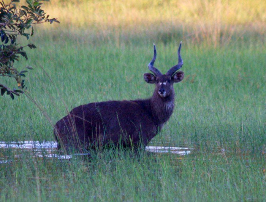 Trophy Hunting in Zambia | Tondwa Plains Game Safari