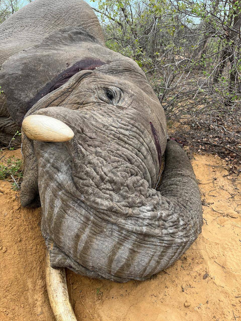 Exportable Caprivi Elephant Safari