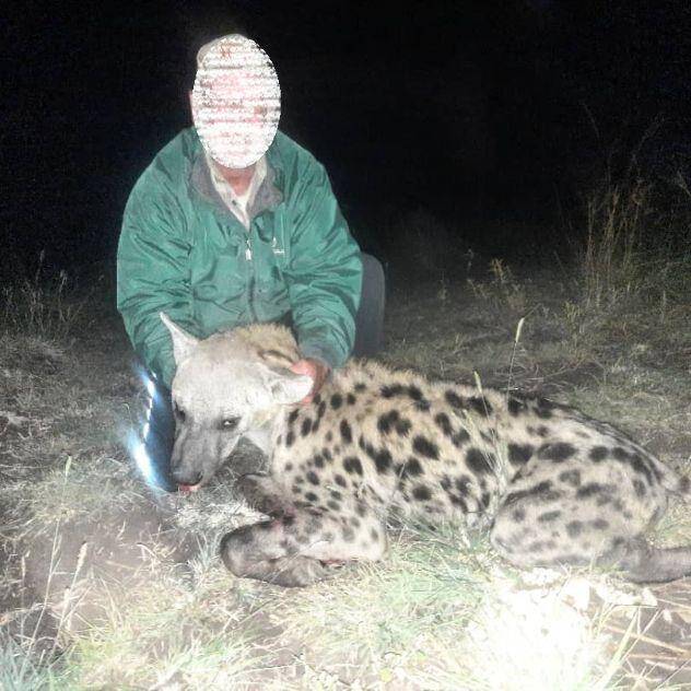 Spotted Hyena Hunting 7 Nights action in Matetsi  ECA