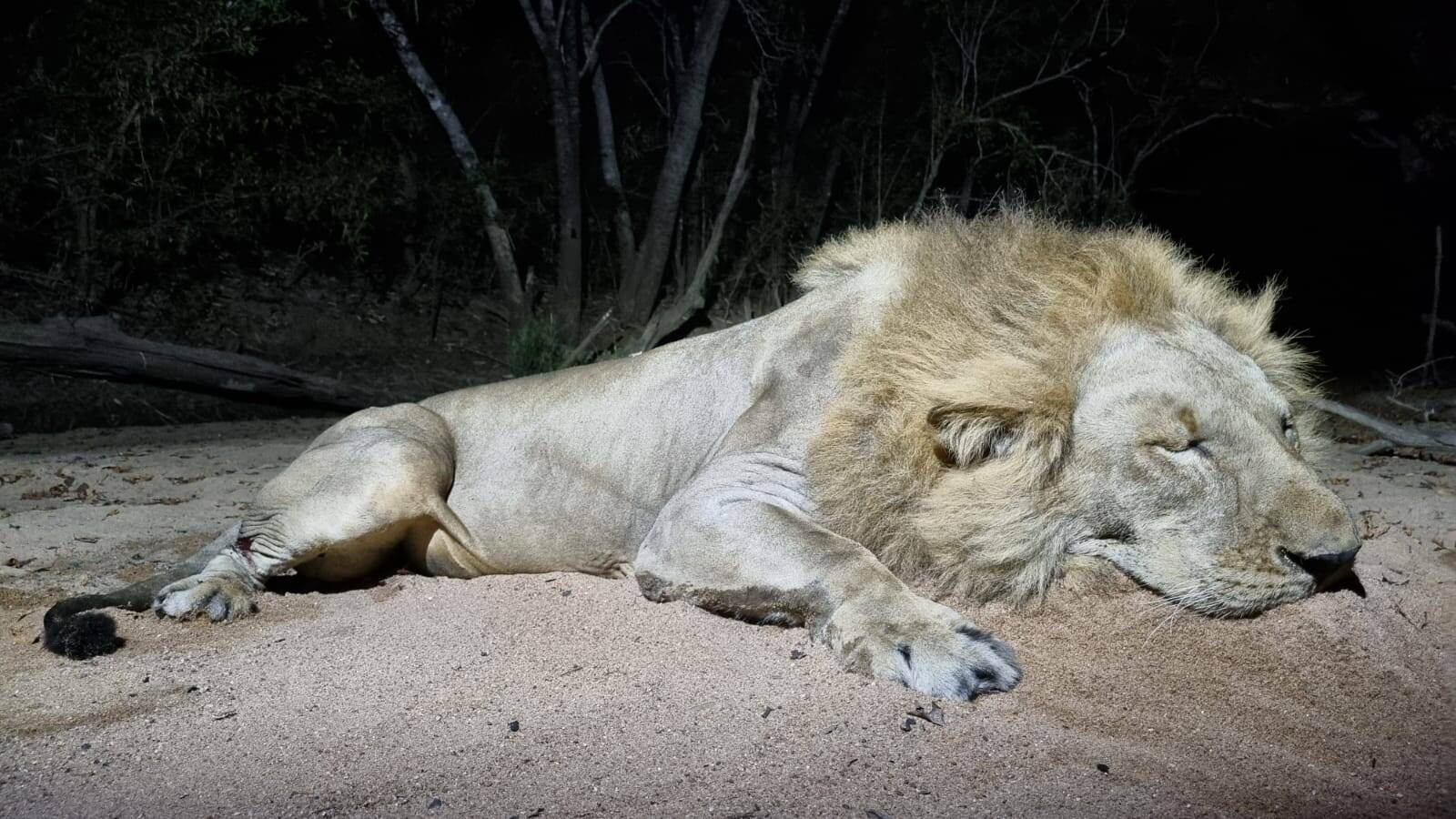Leopard Hunting in Namibia & Brown Hyena Cancelation Hunt