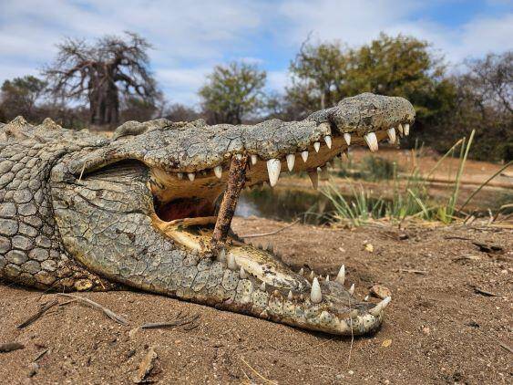 Hunt Hippo or Giant Crocodile in Wild Niassa