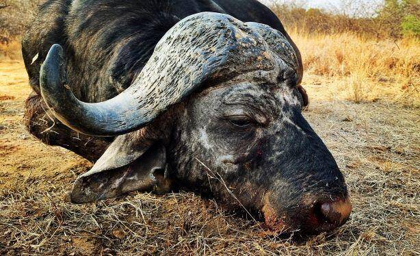 Hunt Old Dagga Boys in Mozambique
