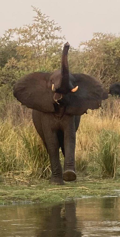 Leopard Hunting in Namibia & Brown Hyena Cancelation Hunt