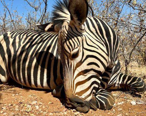 African Plains Game, Hunting 5 species in Namibia x 9 Days