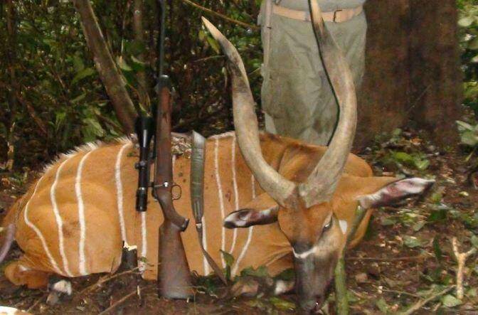 Bongo and Forest Elephant Hunting Safari (13 Days) – Cameroon