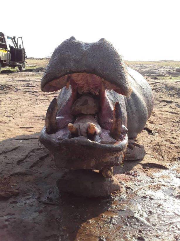 Leopard Hunting in Namibia & Brown Hyena Cancelation Hunt