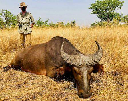 Africa Hunting Trip for Dwarf Buffalo & Sitatunga Cameroon