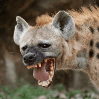 Hyena Hunting and Night Critters ALL IN 8 x Nights in Zim