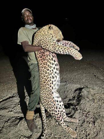 Leopard Hunting 12 Days of Action in Save Valley, Zimbabwe