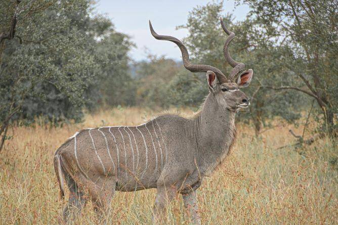 Hunting Safari in Botswana, Kalahari Plains Game 7 Days