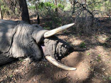 Elephant Hunting in Zimbabwe 10 Days Action in Save Valley