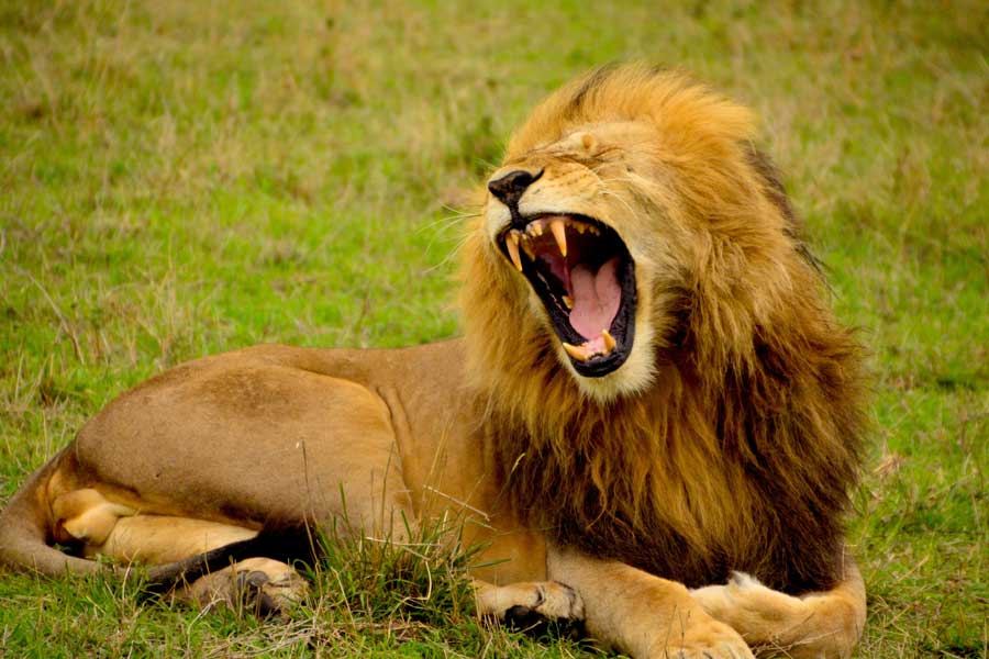 African Cats