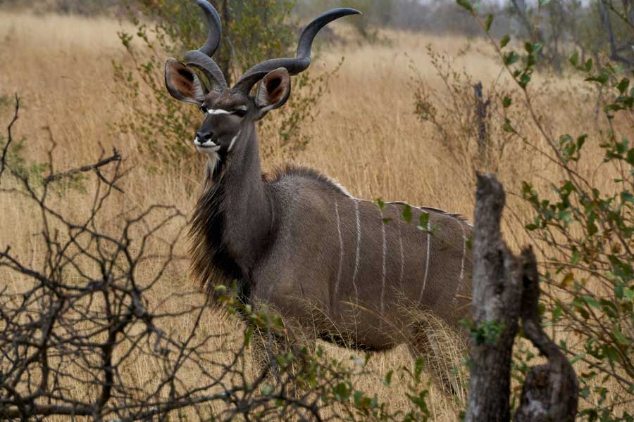 Large Antelope