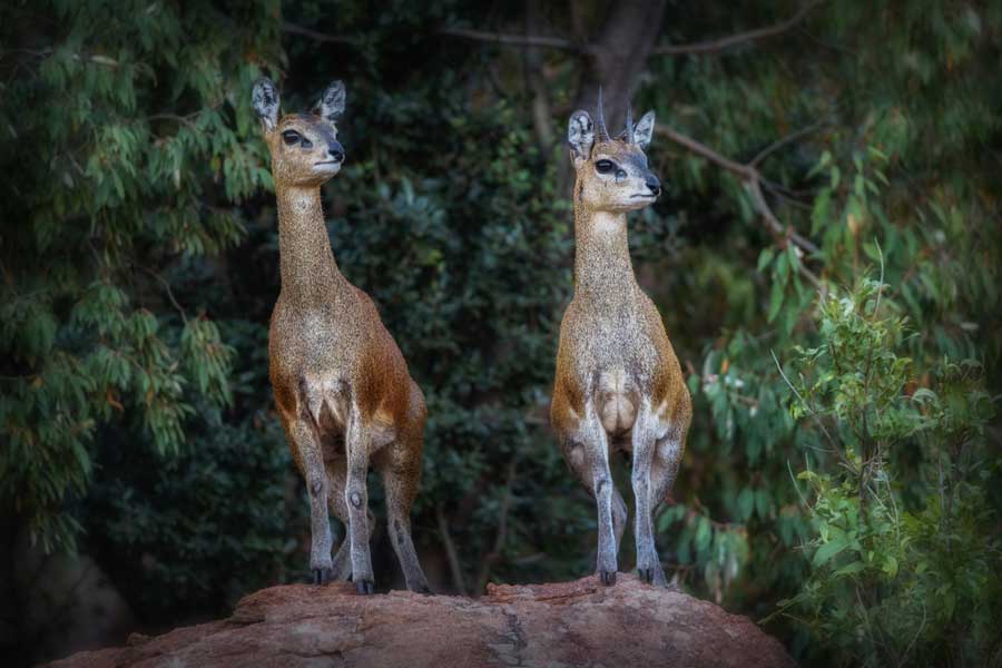 Small Antelope