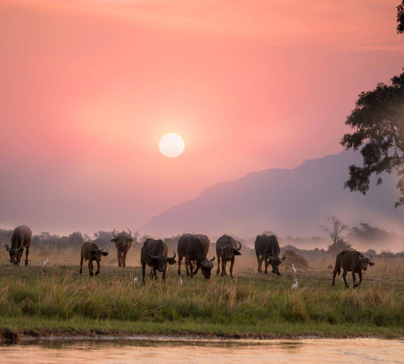 Hunting Elephant Zambia