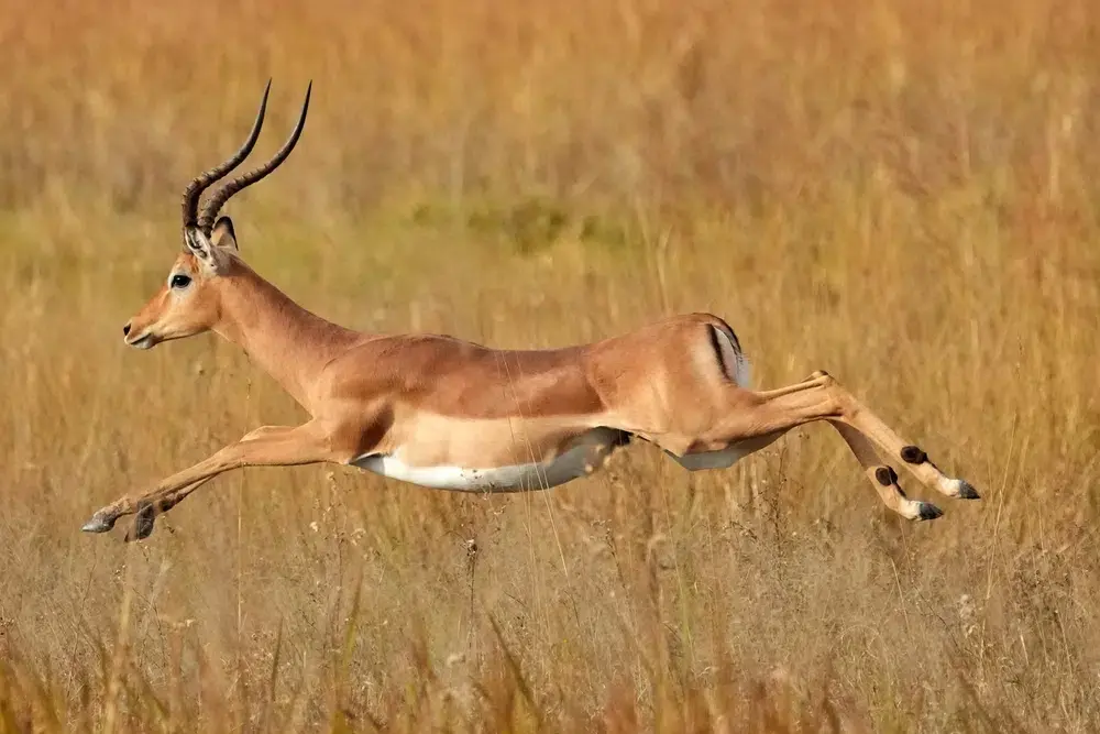 Impala (Southern)