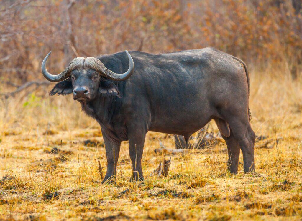 Cape Buffalo