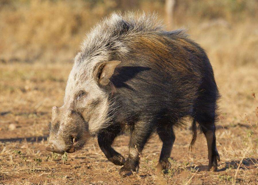 Bushpig