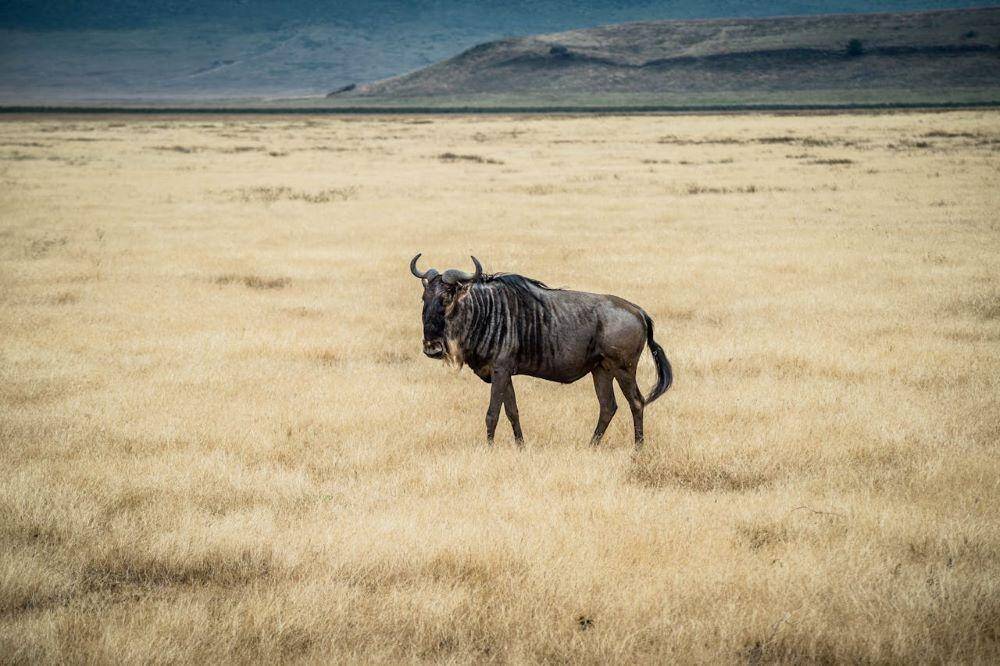Blue Wildebeest 