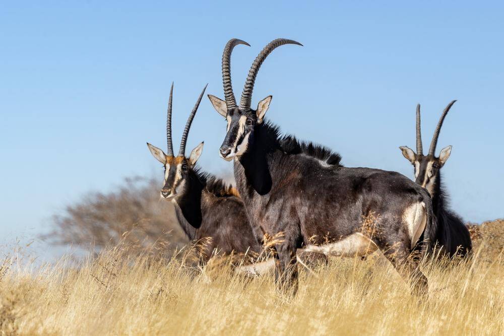 Sable (Southern/Common)