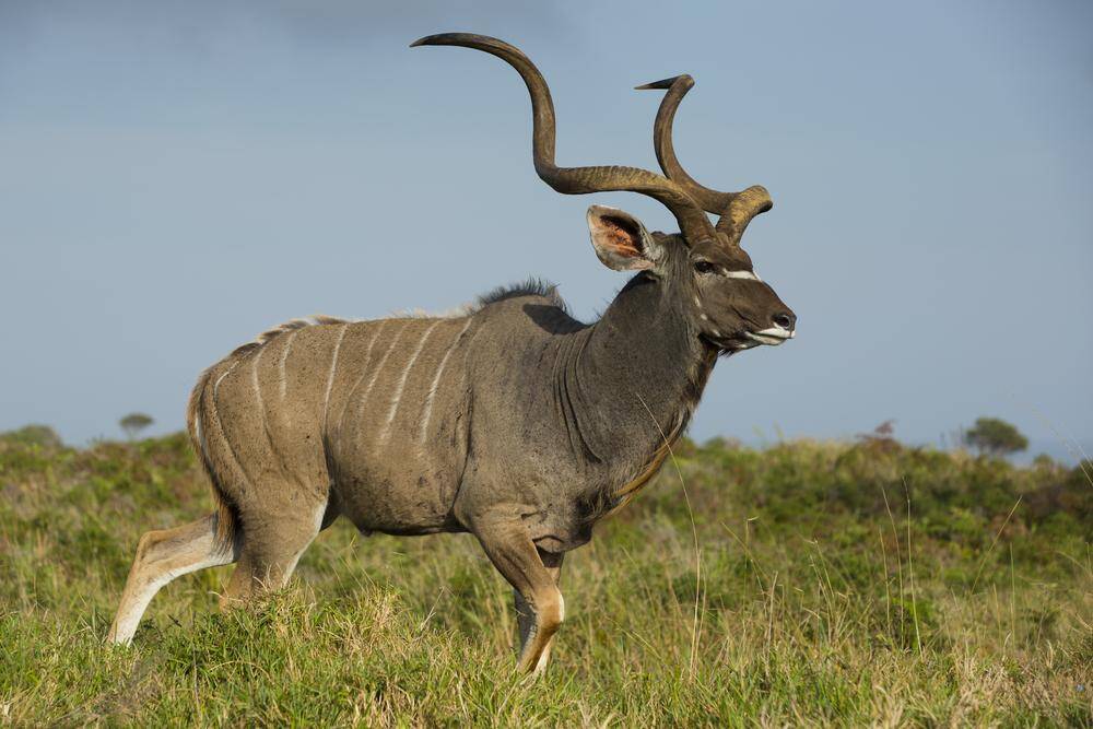 Kudu (Greater)