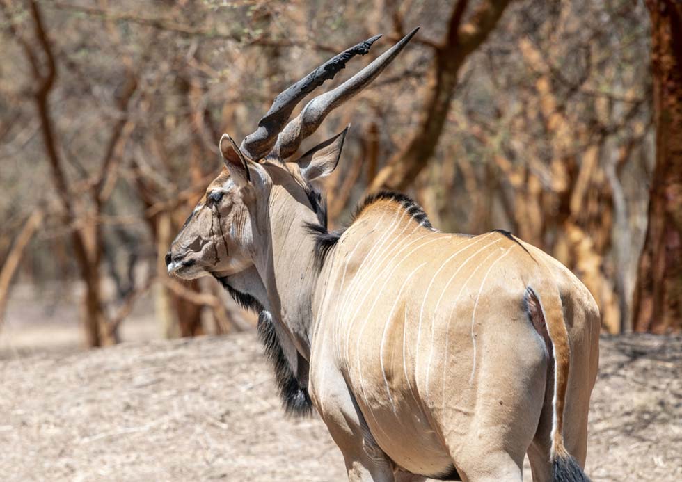 Eland 