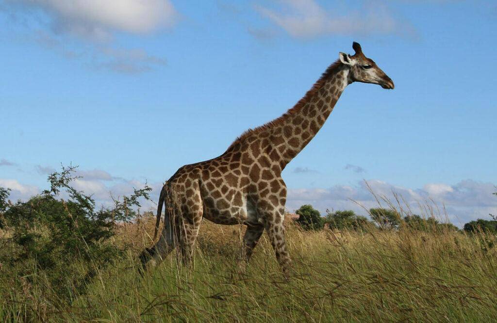 Giraffe (Cape)