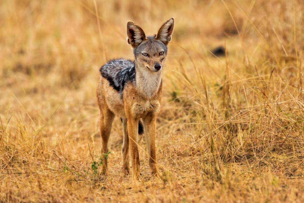 Jackal (Black Backed)
