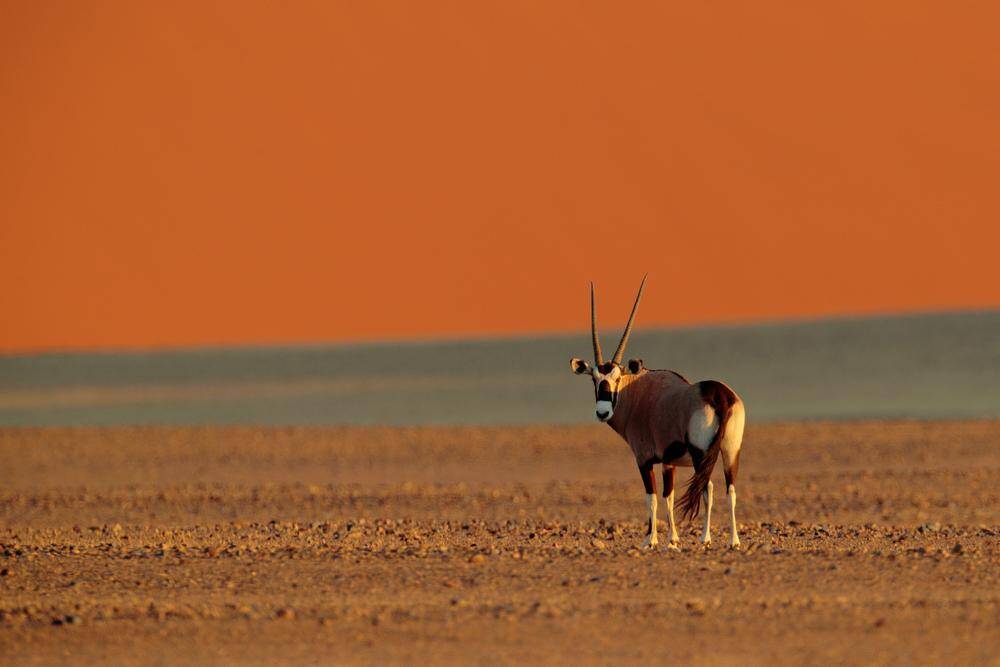 Gemsbok (Oryx)