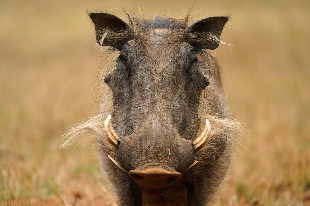 Warthog 