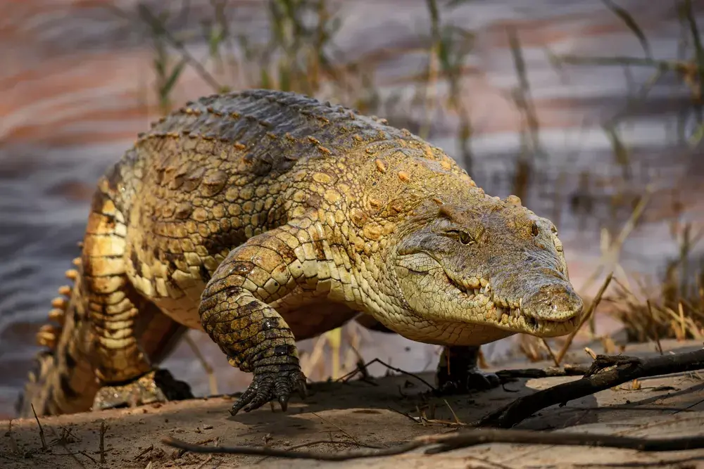 Dangerous Game Hunting in Africa